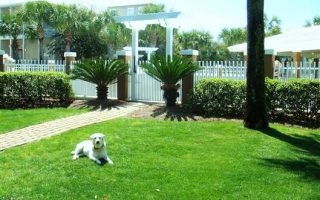 dog in vacation rental yard