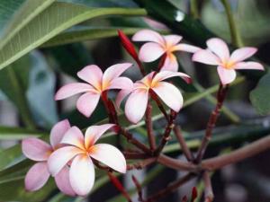 Frangipani Flowers1